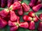 Red Malay rose apple, fruit of Syzygium malaccense