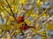 Red male cardinal bird among yellow flowers