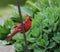 Red Male Cardinal Hanging Onto Metal Pole