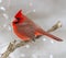 Red Male Cardinal sitting on a branch with falling white snow in the background