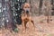 Red male hound mix dog outside on leash. Pet rescue adoption photography for humane society animal shelter