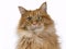Red male Maine Coon cat portrait looking into the camera with green eyes