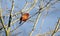 Red male Northern Cardinal songbird, Georgia, USA