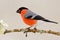 Red male songbird with green and yellow clear background, evening light. Bullfinch, Pyrrhula pyrrhula, sitting on yellow lichen br