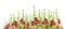 Red mallow flowers floral banner, panorama isolated