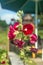 Red mallow flowers on rustical backround