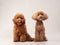 red maltipoo on a beige background. curly dog in photo studio