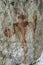 Red Man Pictograph Ancient Rock Painting