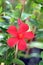 Red mandevilla flower