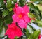 red Mandevilla laxa flower, commonly known as Chilean jasmine plant