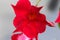 red Mandevilla laxa flower, commonly known as Chilean jasmine plant