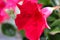 red Mandevilla laxa flower, commonly known as Chilean jasmine plant