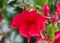 red Mandevilla laxa flower, commonly known as Chilean jasmine plant