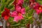 Red Mandevilla or rocktrumpet vine flowers