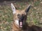 Red maned wolf in the captive animal portrait