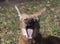 Red maned wolf in the captive animal portrait