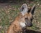 Red maned wolf in the captive animal portrait