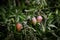 Red Mango hanging on mango tree, Our business nursery plant