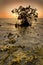 A Red Mangrove, Rhizophora mangle, in the Florida Keys