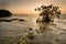 A Red Mangrove, Rhizophora mangle, in the Florida Keys