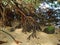 Red mangrove roots, Rhizophora mangle