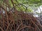 Red mangrove roots, Rhizophora mangle, Rio