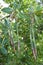 Red Mangrove Seedlings