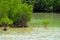 Red Mangrove in SHIMAJIRI-Rhizophora mucronata, Okinawa Prefecture/Japan