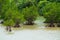 Red Mangrove in SHIMAJIRI-Rhizophora mucronata, Okinawa Prefecture/Japan