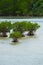 Red Mangrove in SHIMAJIRI-Rhizophora mucronata, Okinawa Prefecture/Japan