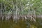 Red mangrove tree in Nine Mile Pond in Everglades national Park, Florida.