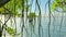 Red mangroves on Florida coast 3d rendering