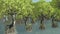 Red mangroves on Florida coast 3d rendering