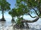 Red mangroves on Florida coast 3d rendering