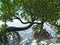 Red mangroves on Florida coast 3d rendering