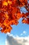 Red maple above the white clouds int he horizon - Fall in Central Canada, ON