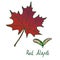 Red Maple Acer rubrum Leaf and samaras, hand drawn doodle, sketch