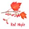 Red maple branch with leaves and seeds, hand painted watercolor illustration with inscription isolated