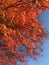 Red maple branches and leaves and nice blue sky