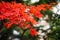 Red maple foliage in Nikko Shoyoen garden at nikko in japan
