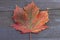 Red maple leaf