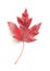 Red maple leaf as an autumn symbol