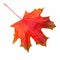 Red maple leaf as autumn symbol isolated white background