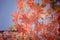 Red maple leaf in Autum season