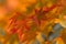 Red maple leaf. Autumn leaf abstract background. Canada park autumnal park landscape with brown orange tree leaves