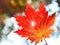 Red maple leaf, golden autumn