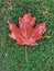 Red Maple Leaf On Green Moss