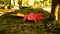 Red maple leaf on green moss in the shade of a tree.