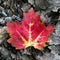 Red maple leaf on the ground atop gray twigs, leaves, and stones. Fall colors.