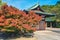 Red maple leaf of Hokoku shrine Hokoku-jinja in Osaka castle park.